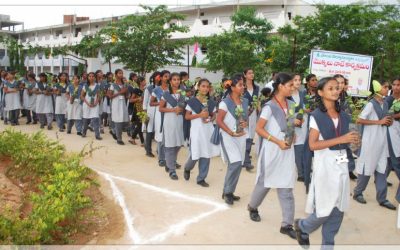 Tree Plantation